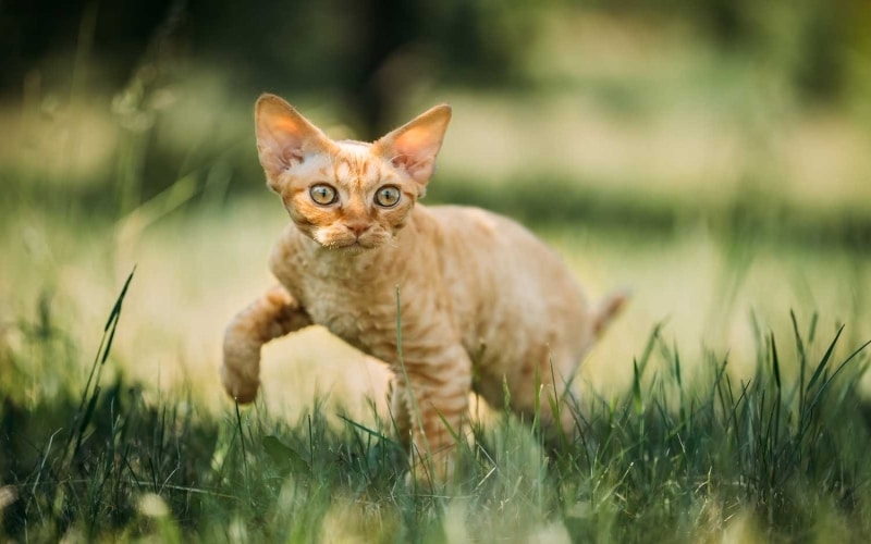 The History and Origins of the Devon Rex Cat