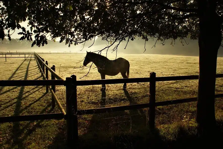 All You Need to Know About Rural Fencing and Why It Could Be the Ideal Solution