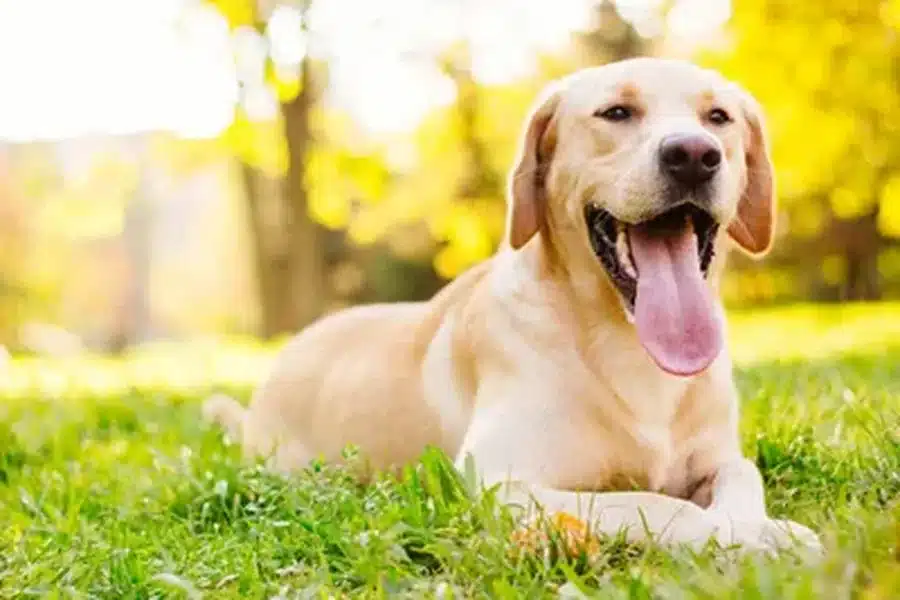 Pets Feel Extra Special