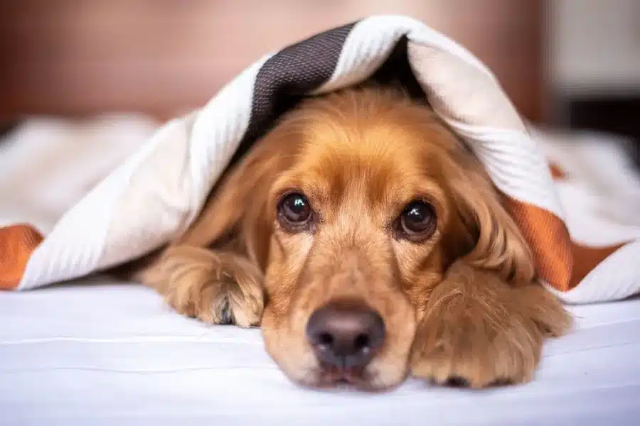 Dog Comfortable