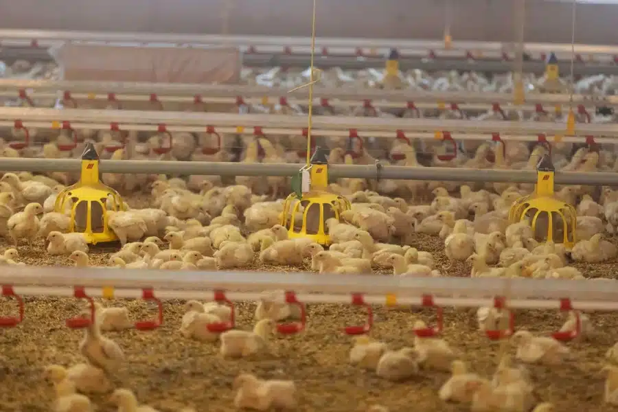 Poultry