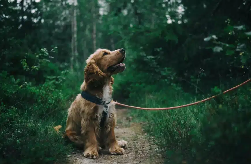 What Does Your Dog’s Body Language Really Mean