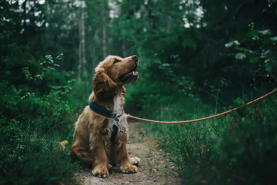 What Does Your Dog’s Body Language Really Mean
