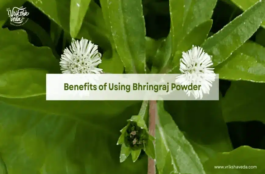 Bhringraj Powder