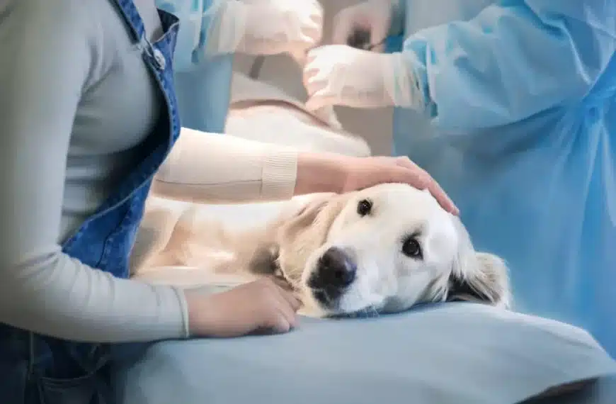 Veterinary