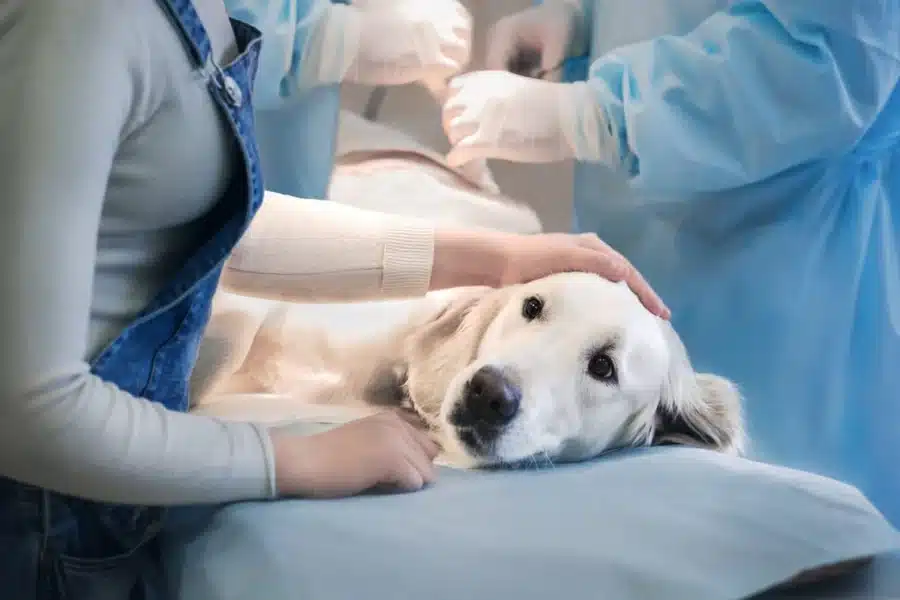 Veterinary