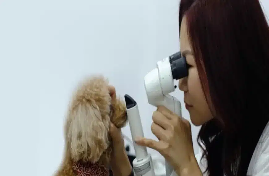 Eye Exams