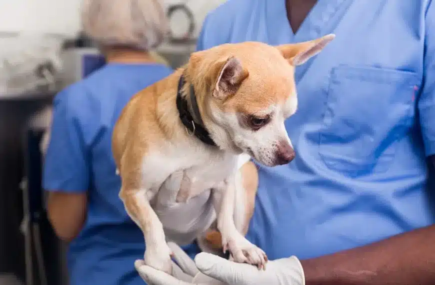 Animal Clinics