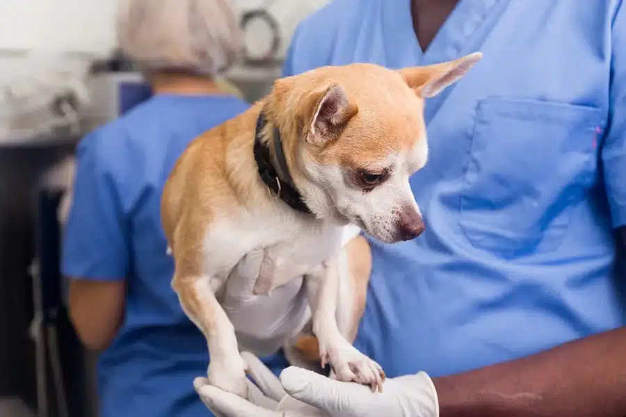 Animal Clinics