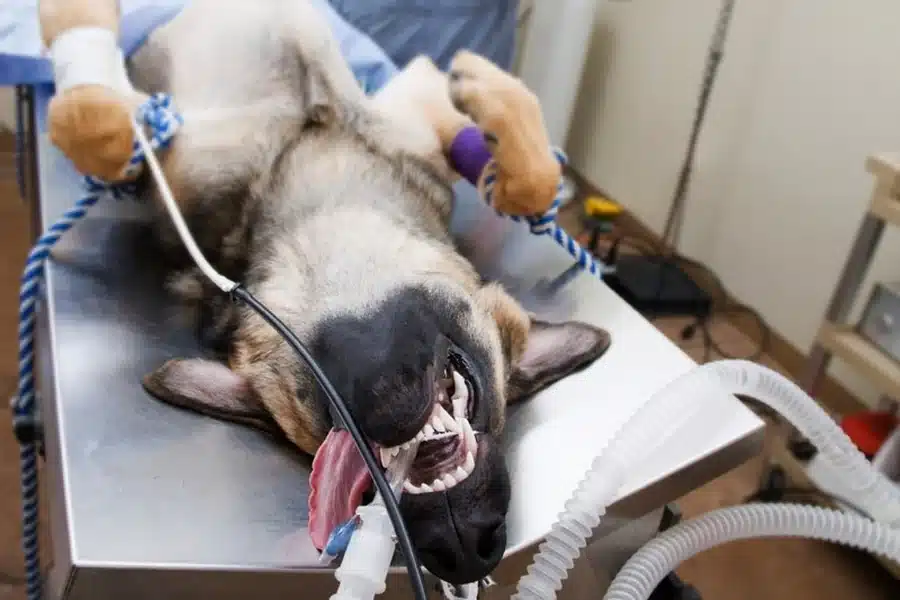 Animal Hospitals