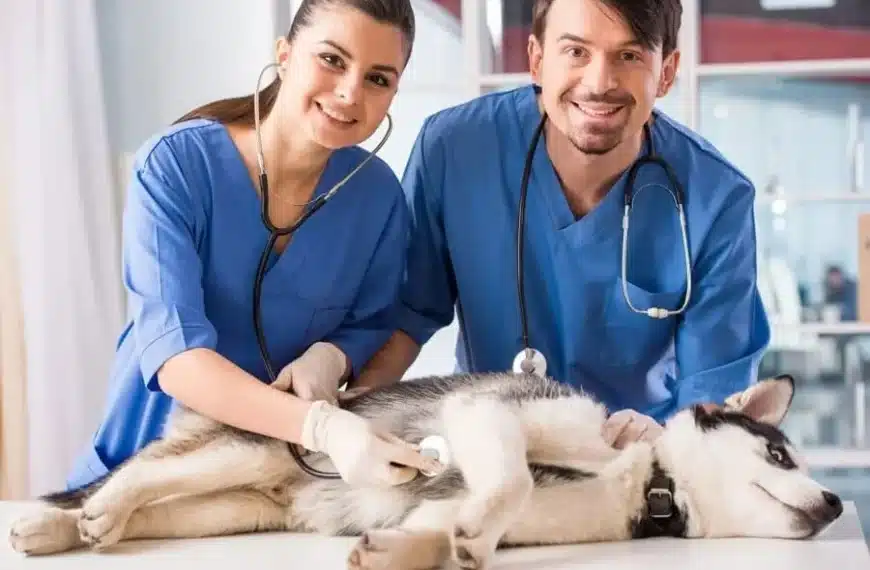 The Connection Between Veterinary Hospitals And Preventive Health