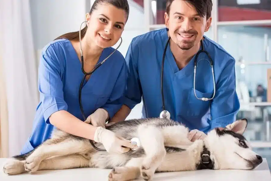 The Connection Between Veterinary Hospitals And Preventive Health
