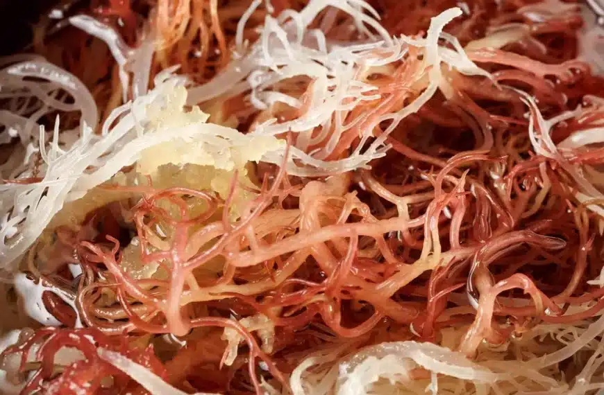 Sea Moss