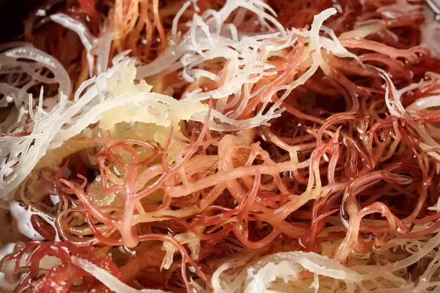 Sea Moss