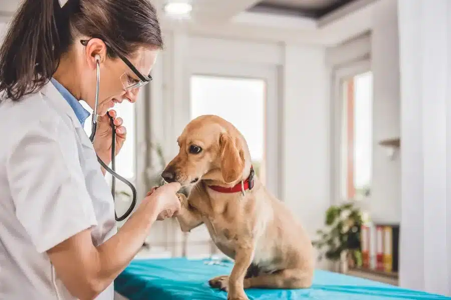 Animal Hospitals