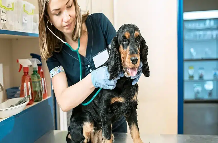 Why Regular Checkups At Veterinary Hospitals Save Lives