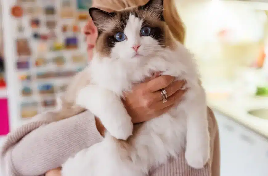 Ragdoll Kitten