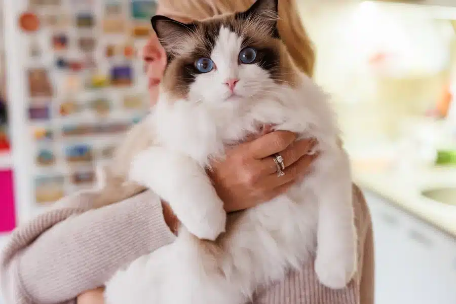Ragdoll Kitten