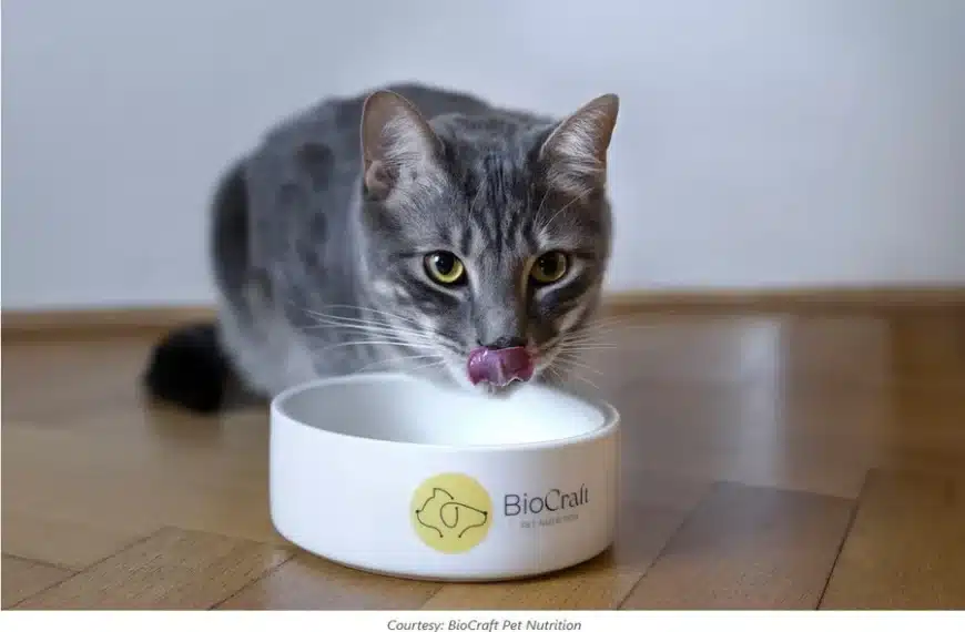 Cat Treats