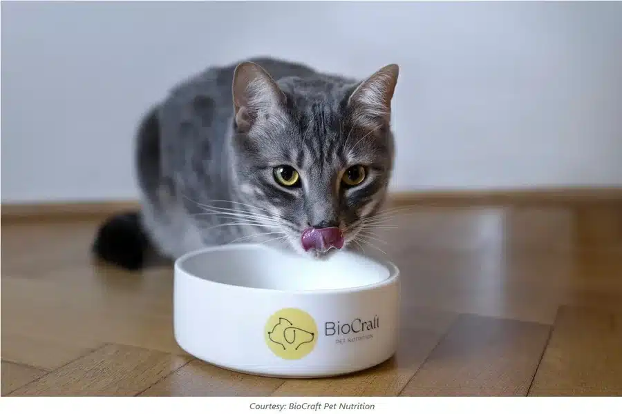 Cat Treats