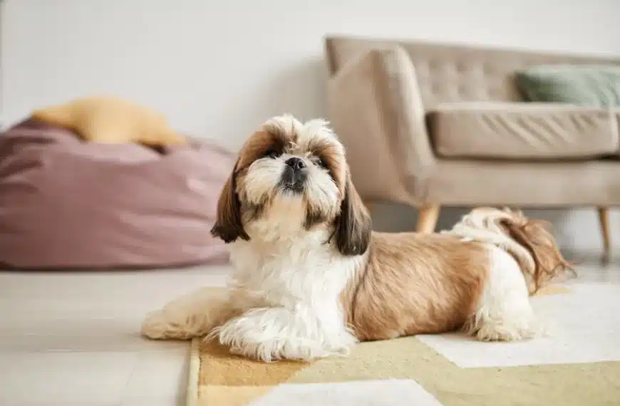 How Long Does a Shih Tzu Live