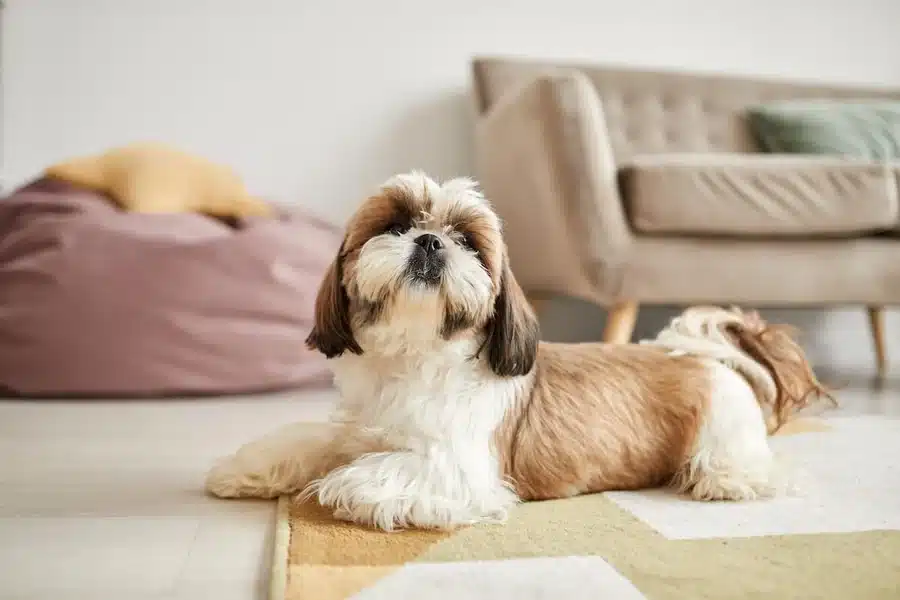 How Long Does a Shih Tzu Live