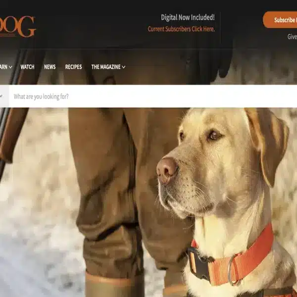 Dog News Magazine Guide For Pet Lovers And Owners