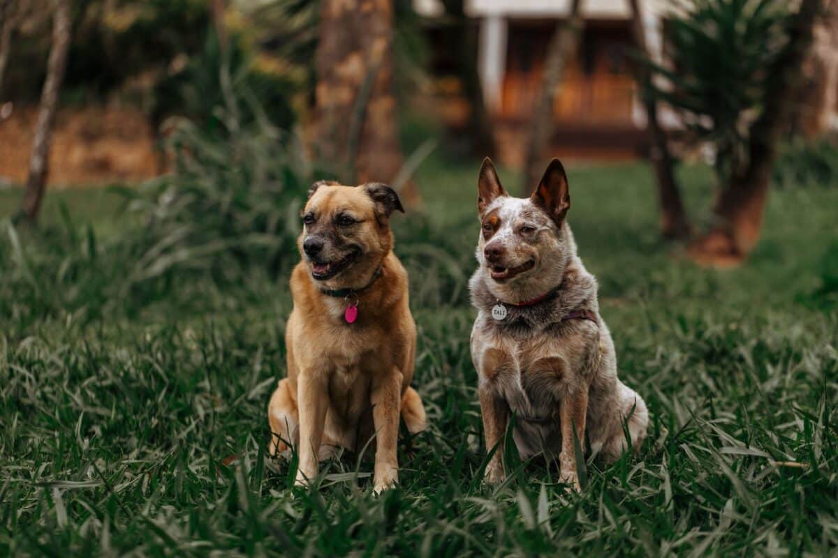 Canine Plasma in Biomedical Research — Collection&hellip;