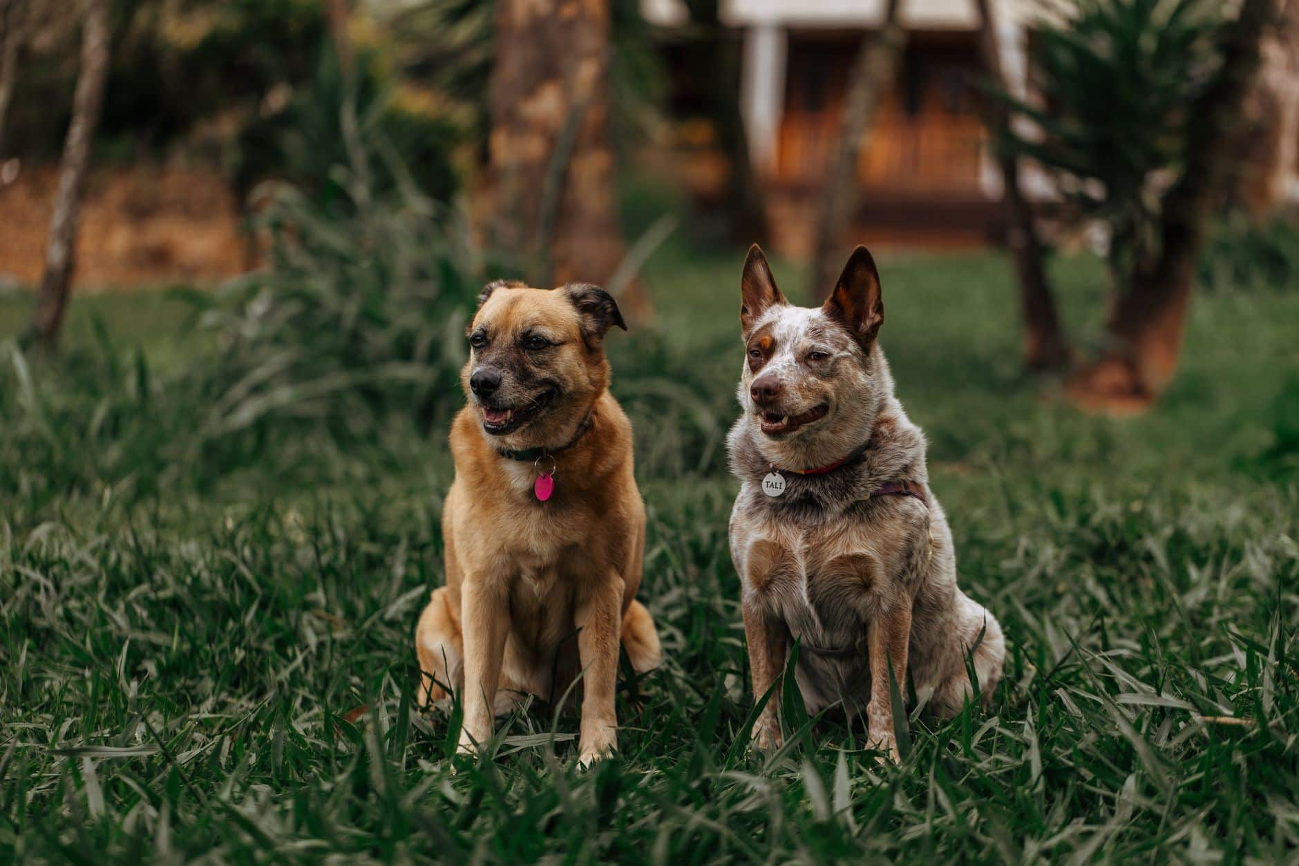 Canine Plasma in Biomedical Research — Collection Standards and Stability Considerations
