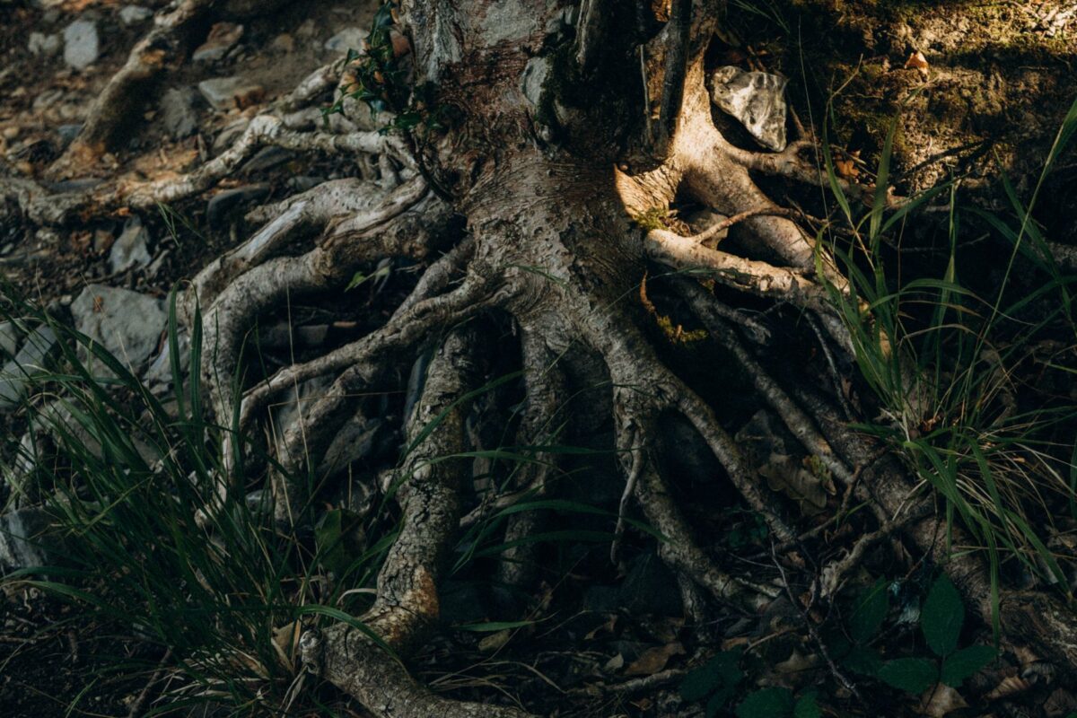 Tree Roots in Your Sewer Line: Why&hellip;