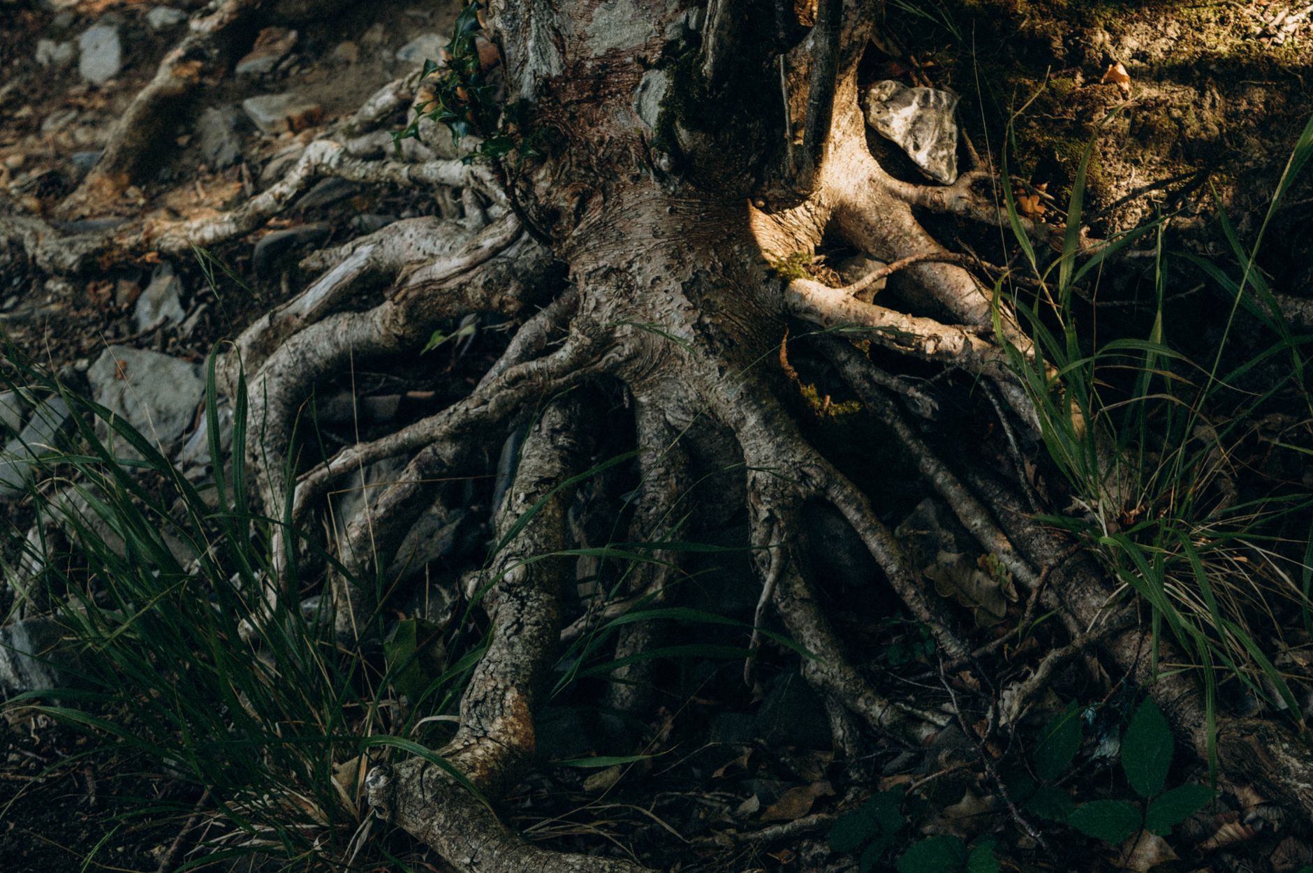 Tree Roots in Your Sewer Line: Why Sydney Drains Keep Blocking