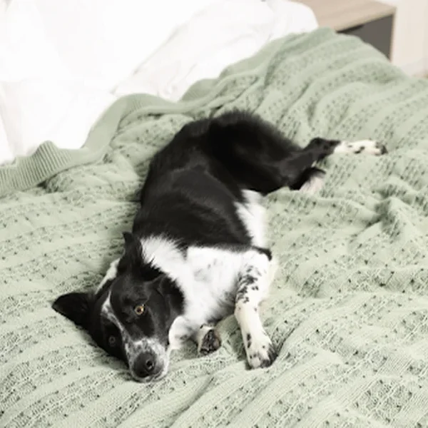 Pet-Friendly